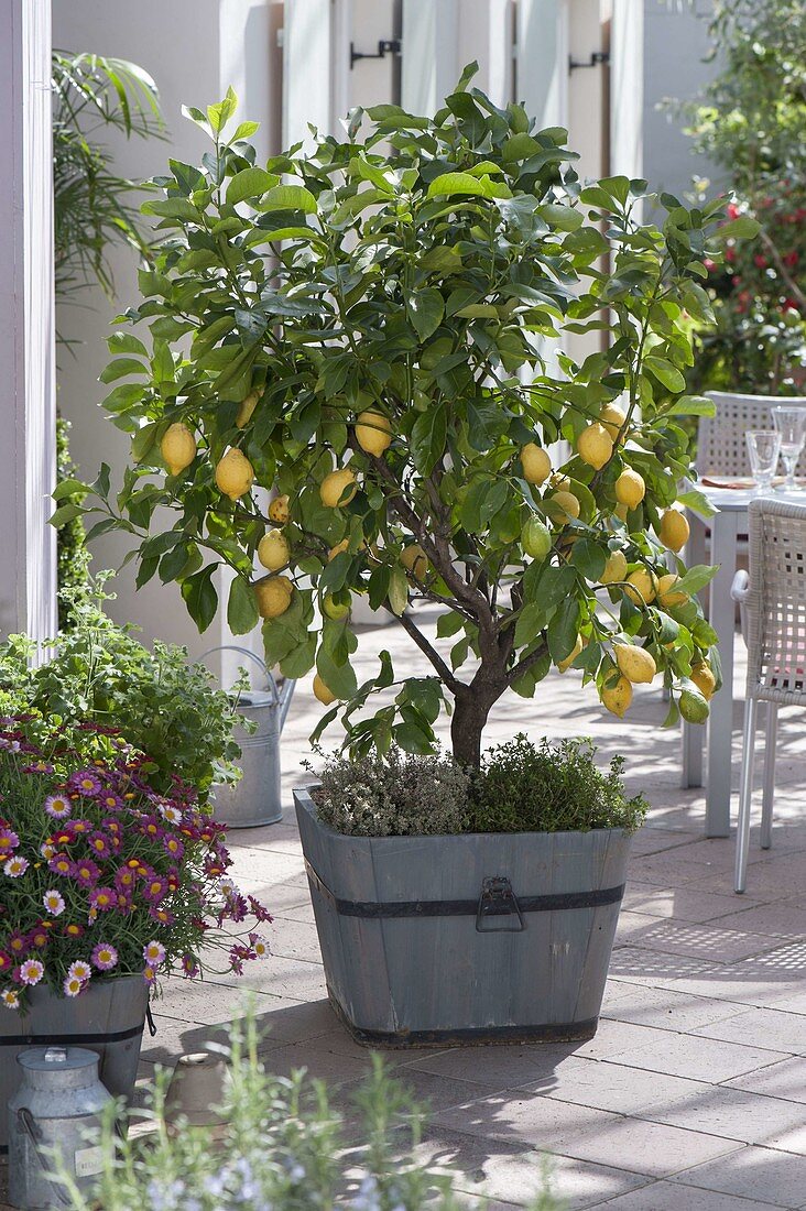 Citrus limon 'Florentina' (Zitrone), Stamm unterpflanzt mit Thymian