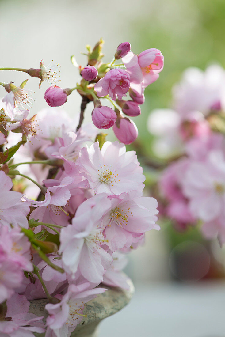 Flowers of Prunus sargentii 'Accolade' (Japanese ornamental cherry)