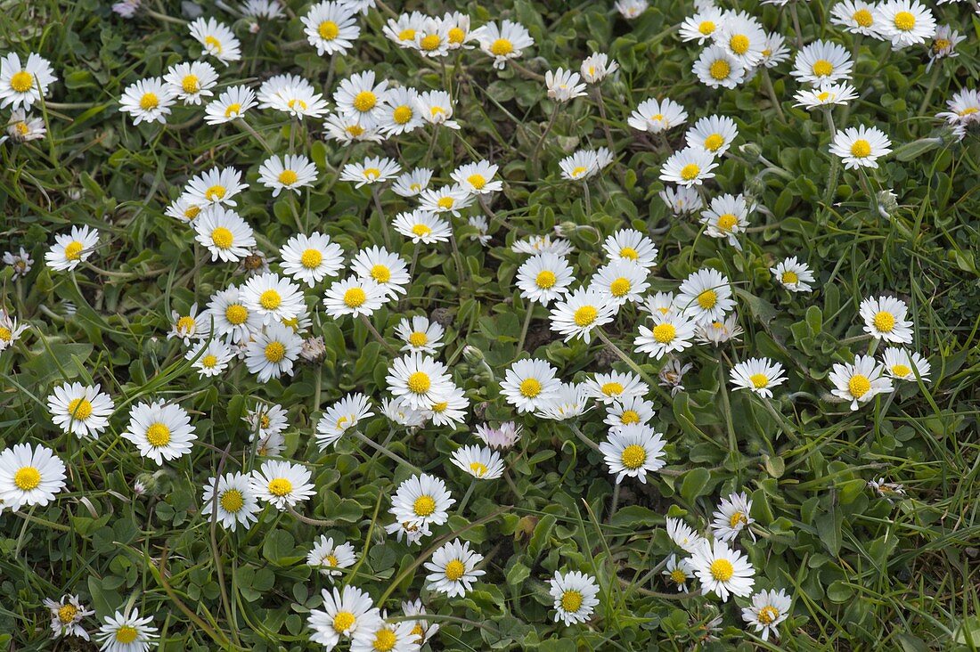 Bellis perennis (daisies) in the lawn