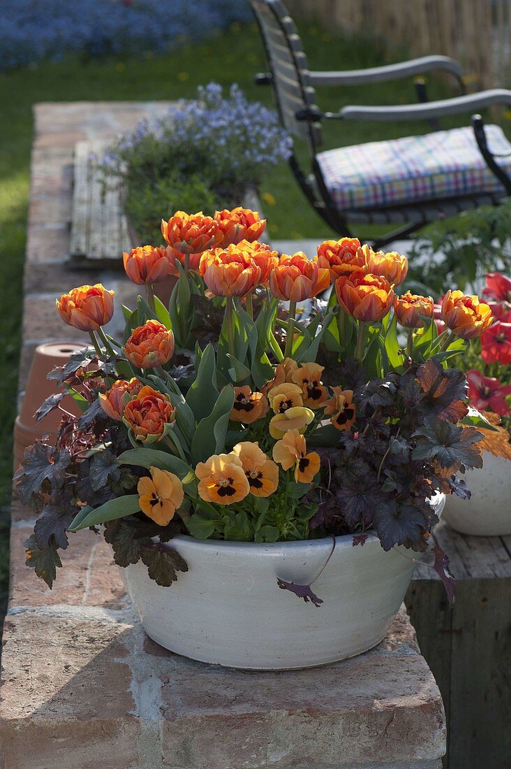 Tulipa 'Orange Princess' (Tulpen), Heuchera 'Amethyst Myst'