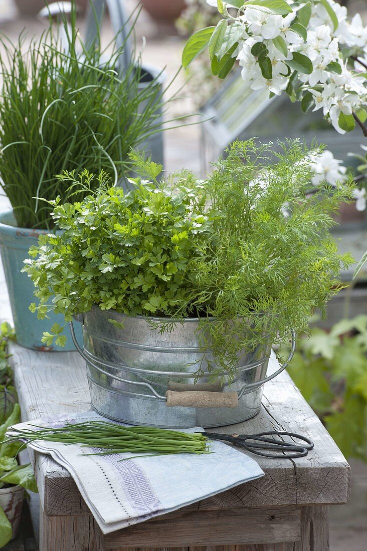 Parsley, dill and chives