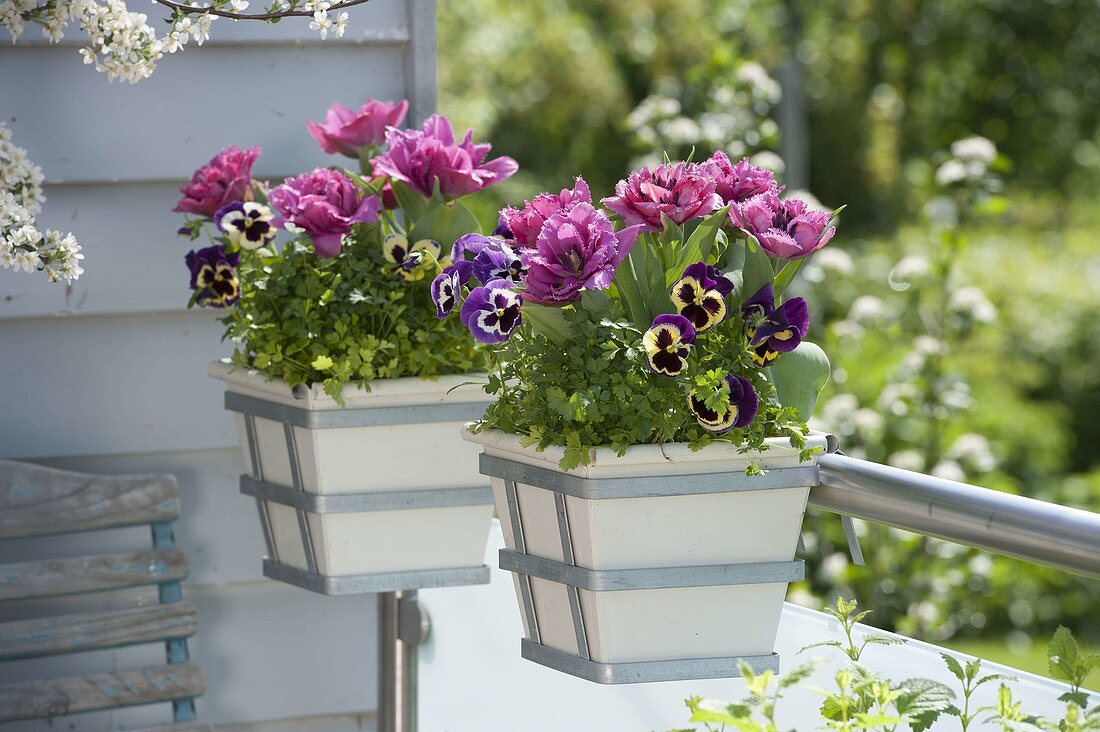 Hanging pots on the balcony railing with Tulipa 'Lilac Star' and Viola