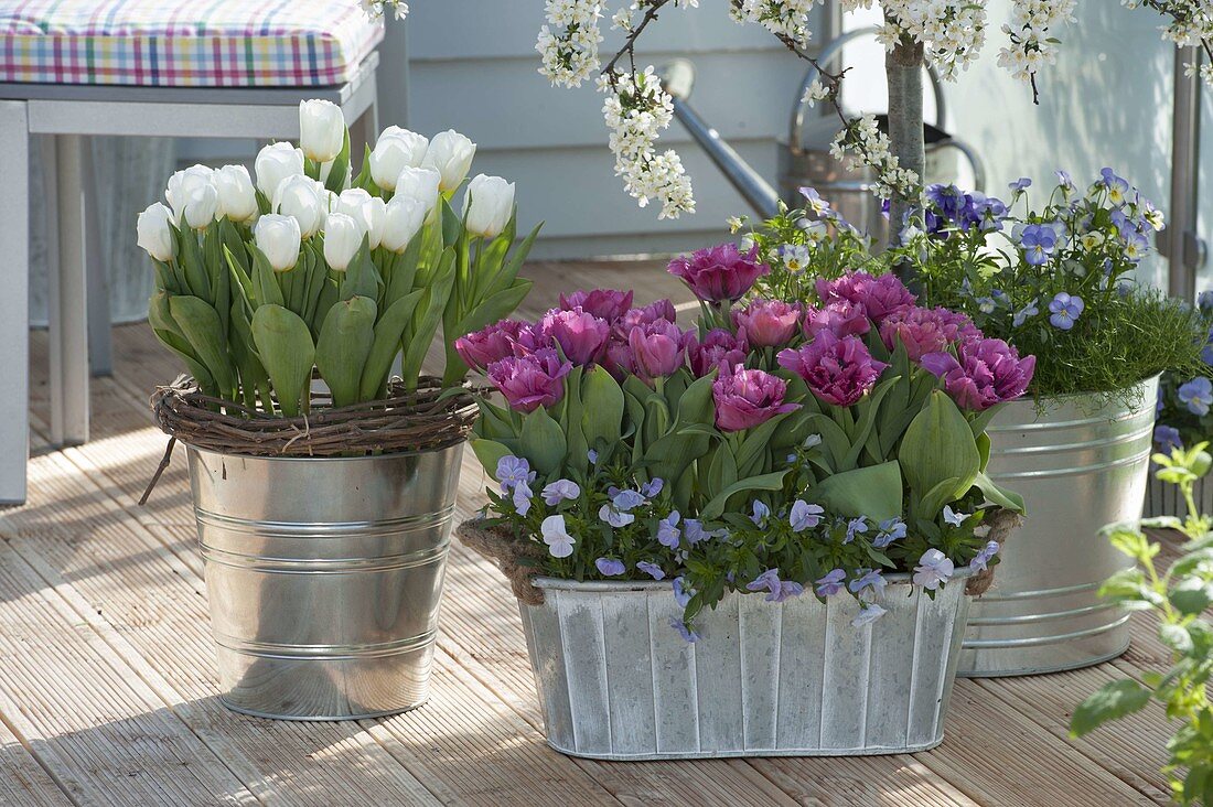 Tulipa 'Arctic', 'Lilac Star' (Tulpen) und Viola cornuta (Hornveilchen)