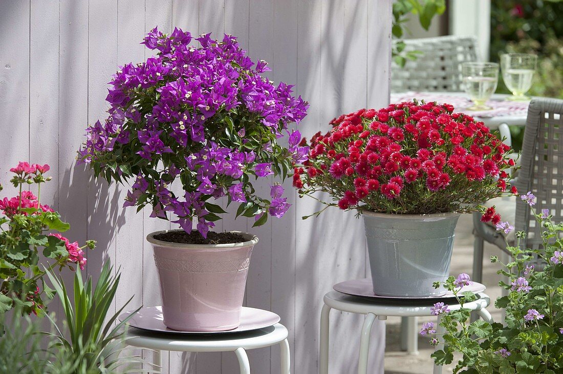 Bougainvillea and Mesembryanthemum (Midday flower)