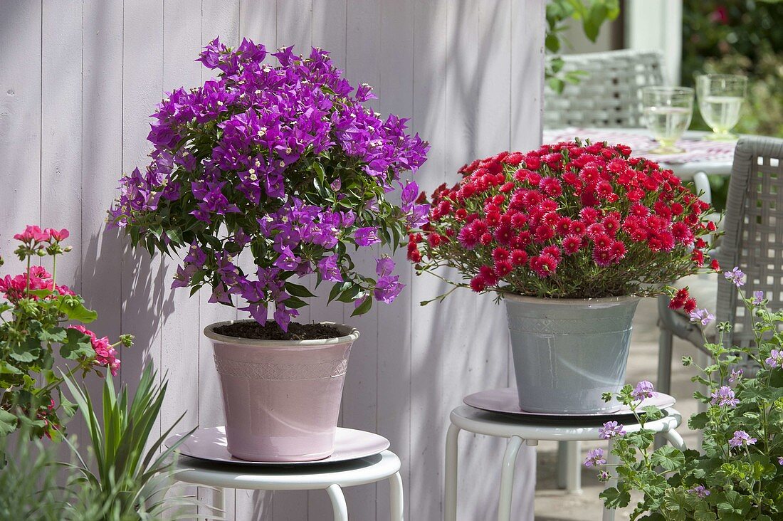 Bougainvillea und Mesembryanthemum (Mittagsblume)