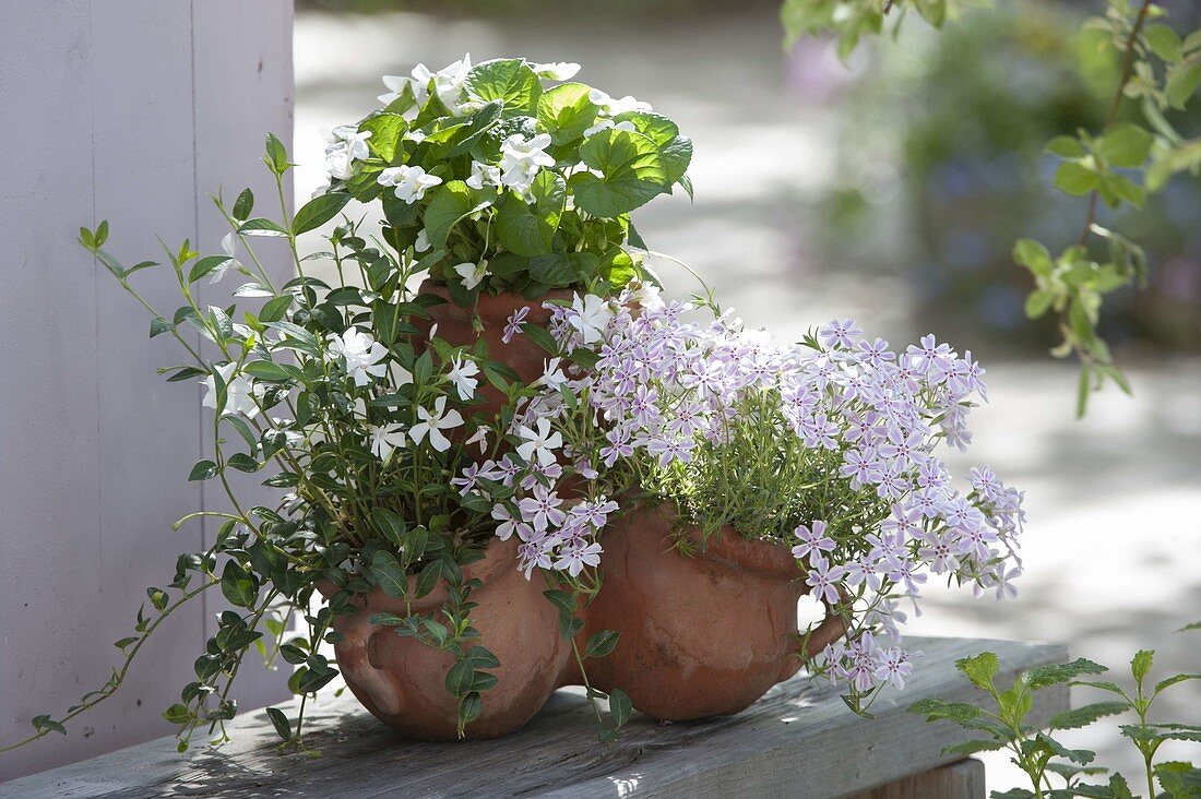 Terracotta herb pot with Vinca minor 'Alba' (evergreen), Viola sororia