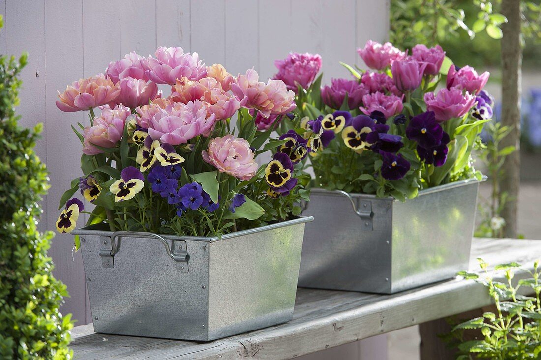 Tulipa 'Pink Star', 'Lilac Star' (Gefüllte Tulpen), Viola wittrockiana