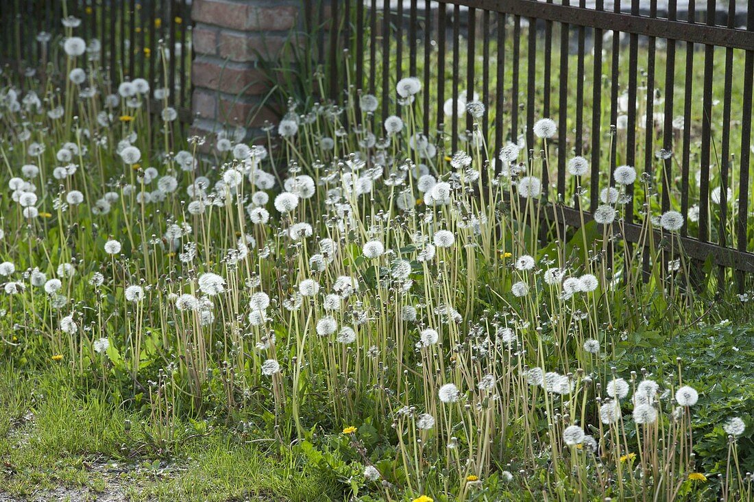 Pusteblumen in der Wiese sind Samenstände von Taraxacum (Löwenzahn)