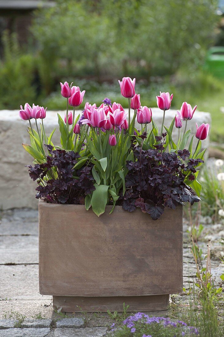 Tulipa 'Ollioules' (Tulpen) und Heuchera (Purpurglöckchen)