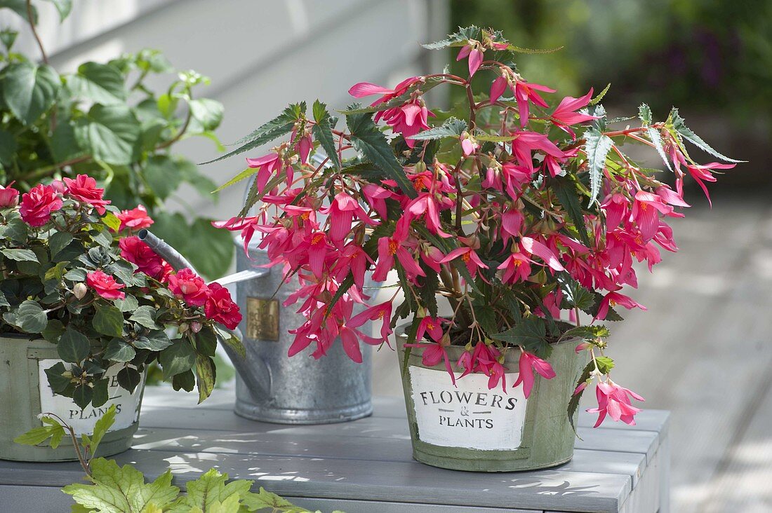 Begonia boliviensis 'Crackling Fire Pink' (Begonie) und Impatiens walleriana