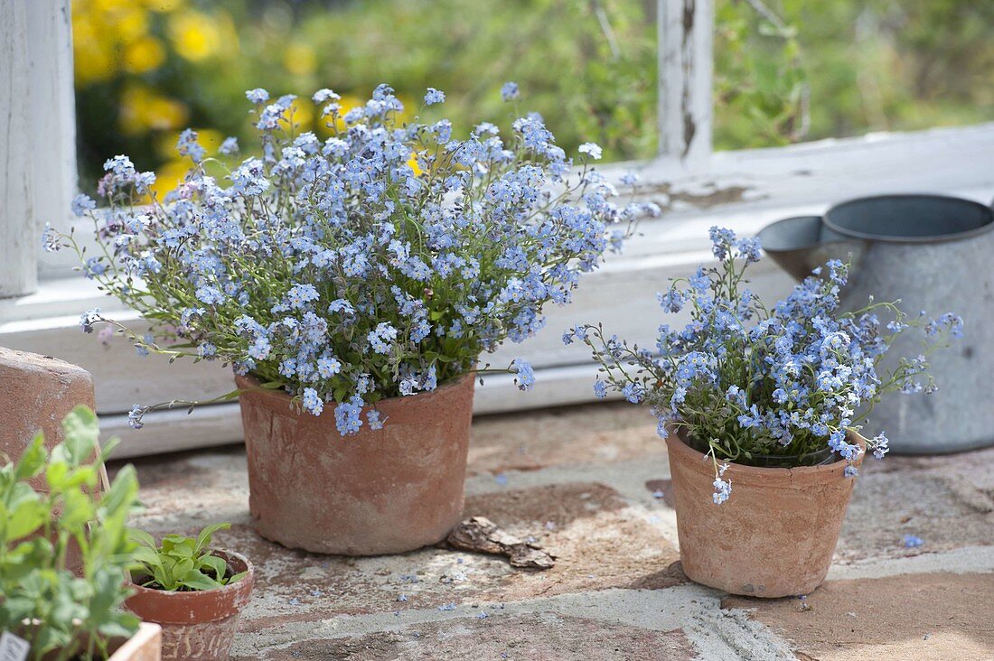 Myosotis (Vergißmeinnicht) in Tontöpfen am Gewächshaus-Fenster