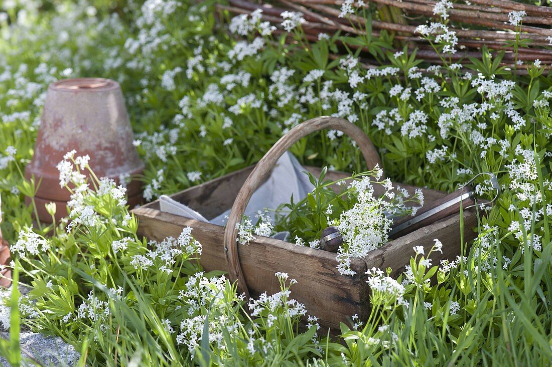 Flowering woodruff in bed and basket