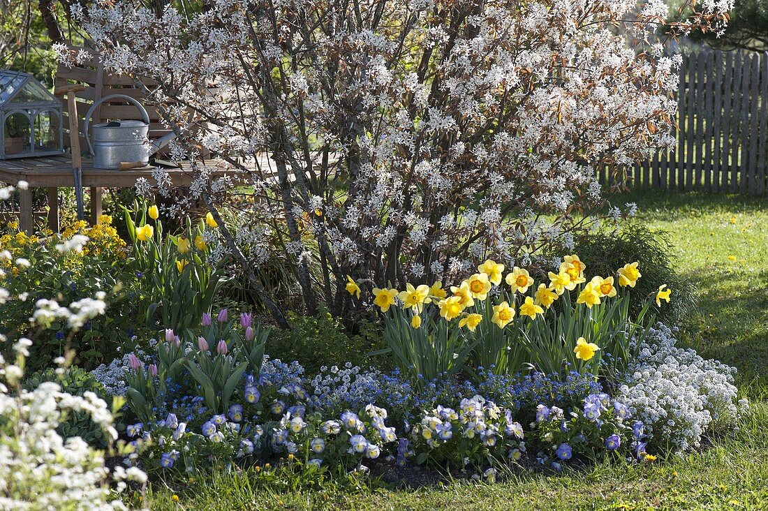 Blooming Amelanchier (Rock Pear) with Narcissus (Daffodil)