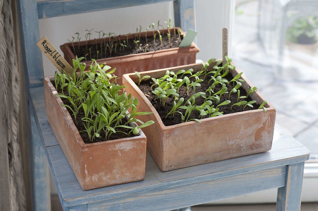 Seedlings of Calendula officinalis (marigolds) in terracotta boxes
