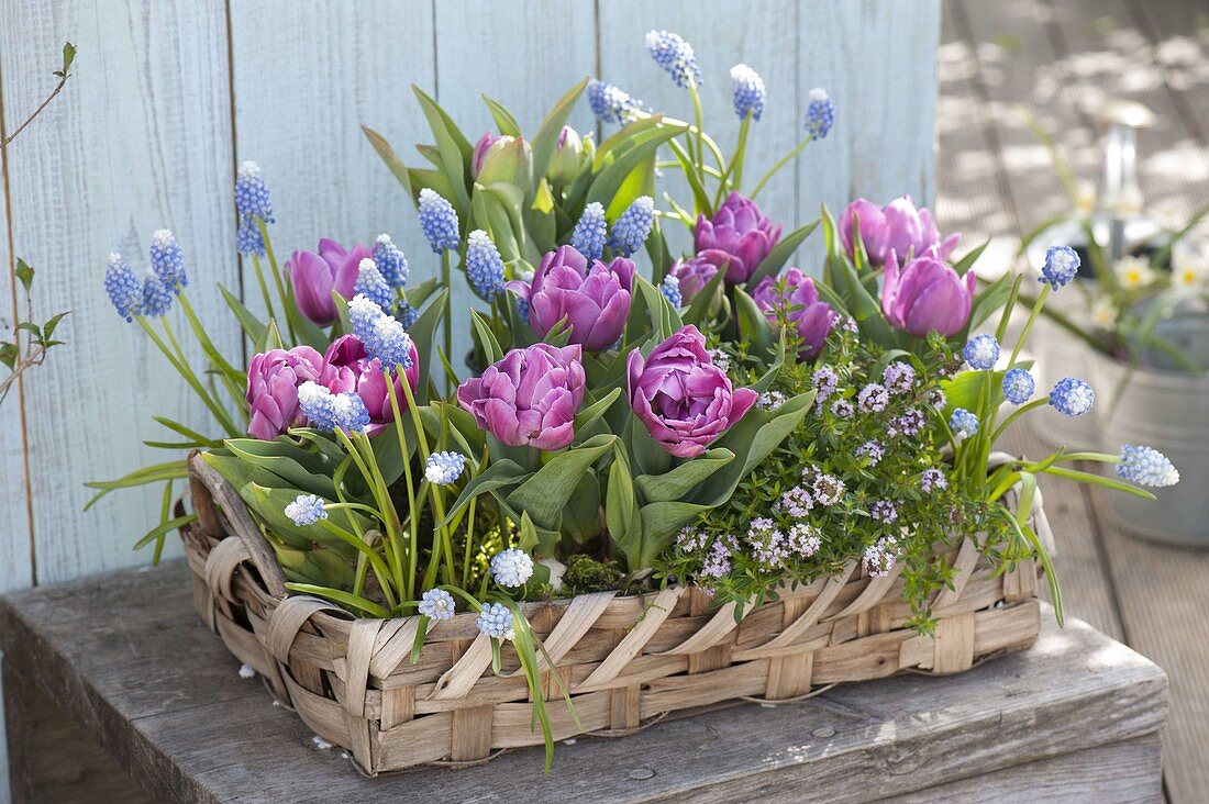 Wicker basket with Tulipa 'Lilac Star', Muscari 'Ocean Magic'