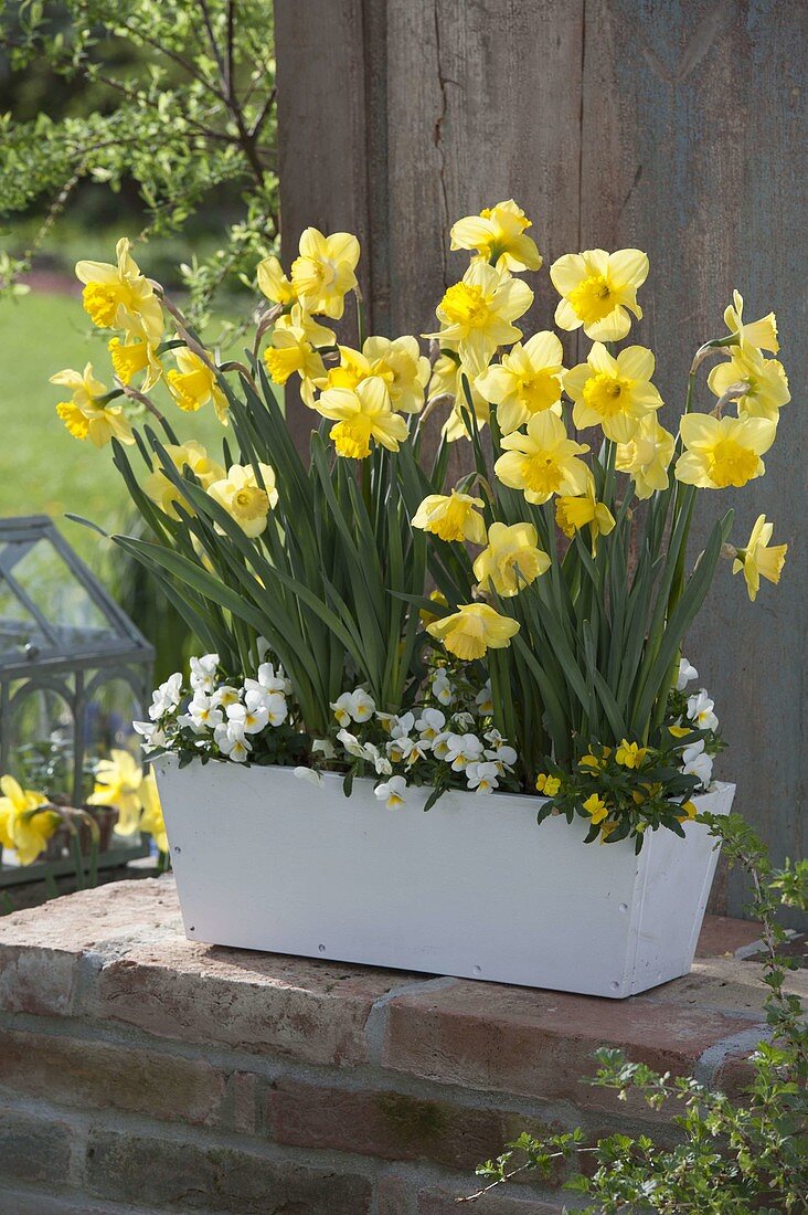 Holz-Blumenkasten mit Narcissus (Narzissen) und Viola cornuta