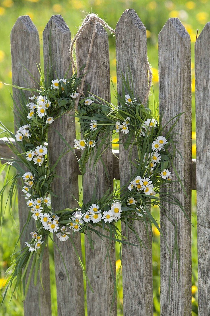 Heart of grasses and Bellis perennis hung on fence