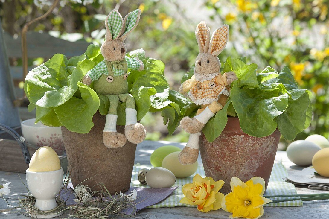 Salad (Lactuca) in clay pots Easterly with fabric easter bunny