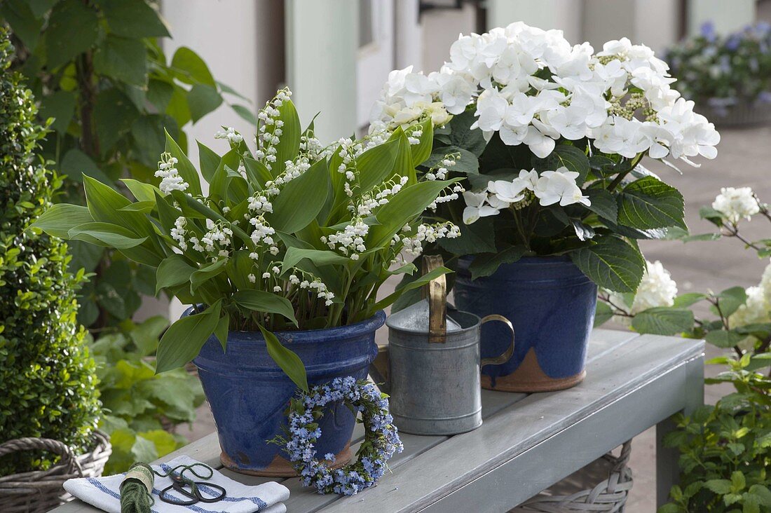 Convallaria majalis (Maiglöckchen) und Hydrangea (Hortensie)