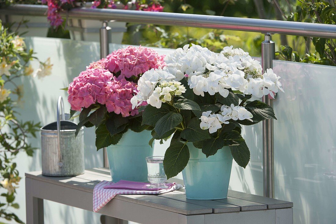 weiße und rosa Hydrangea (Hortensien) in türkisen Töpfen auf Bank