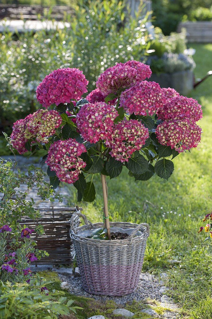 Hydrangea macrophylla 'Amsterdam' in basket