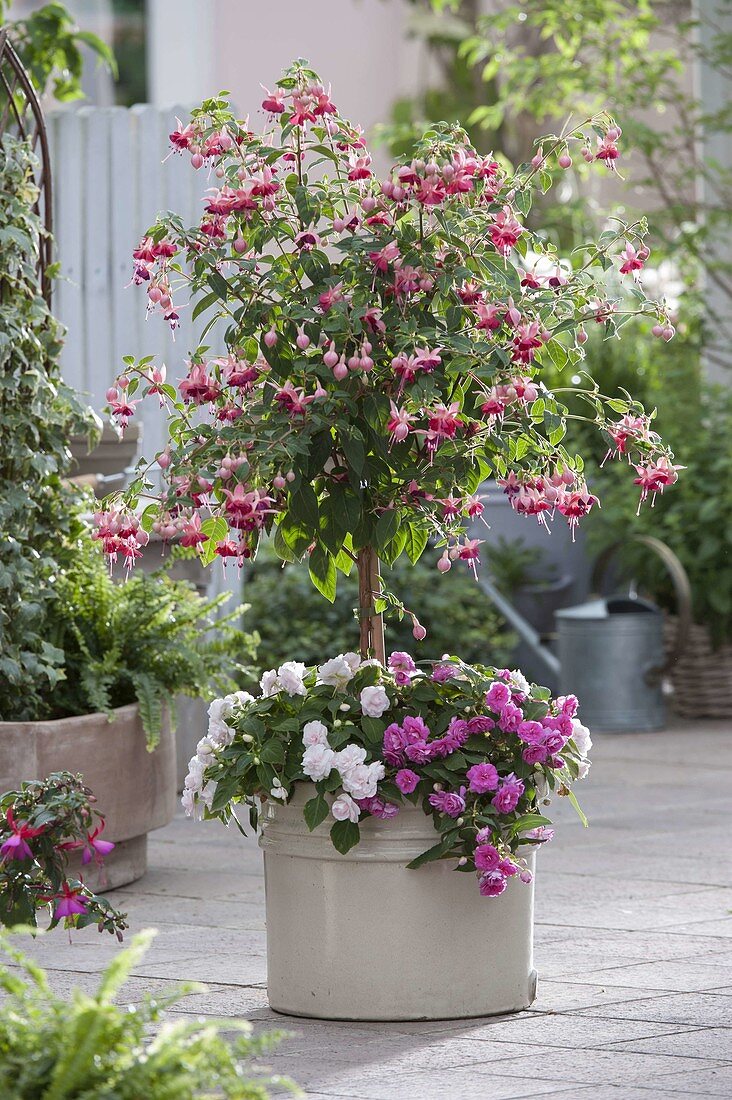 Fuchsia (Fuchsia) underplanted with Impatiens walleriana 'Appleblossom' 'Pink'.