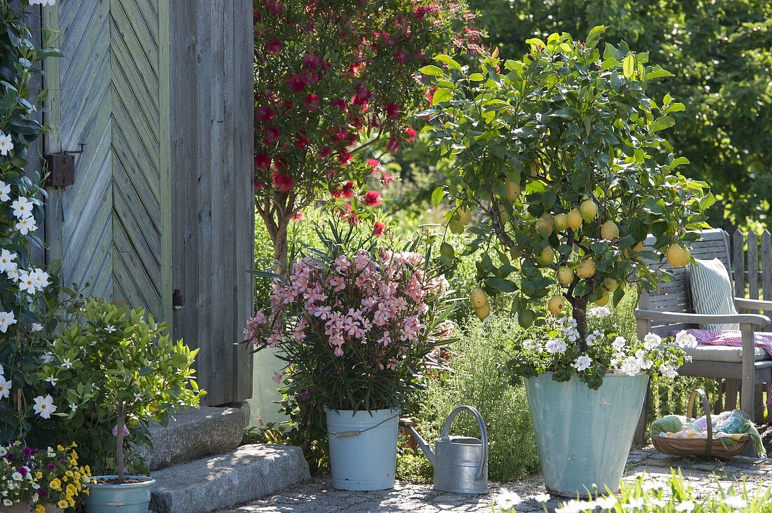 Potted plants at the tool shed: Nerium oleander 'Salmone Semplice'.