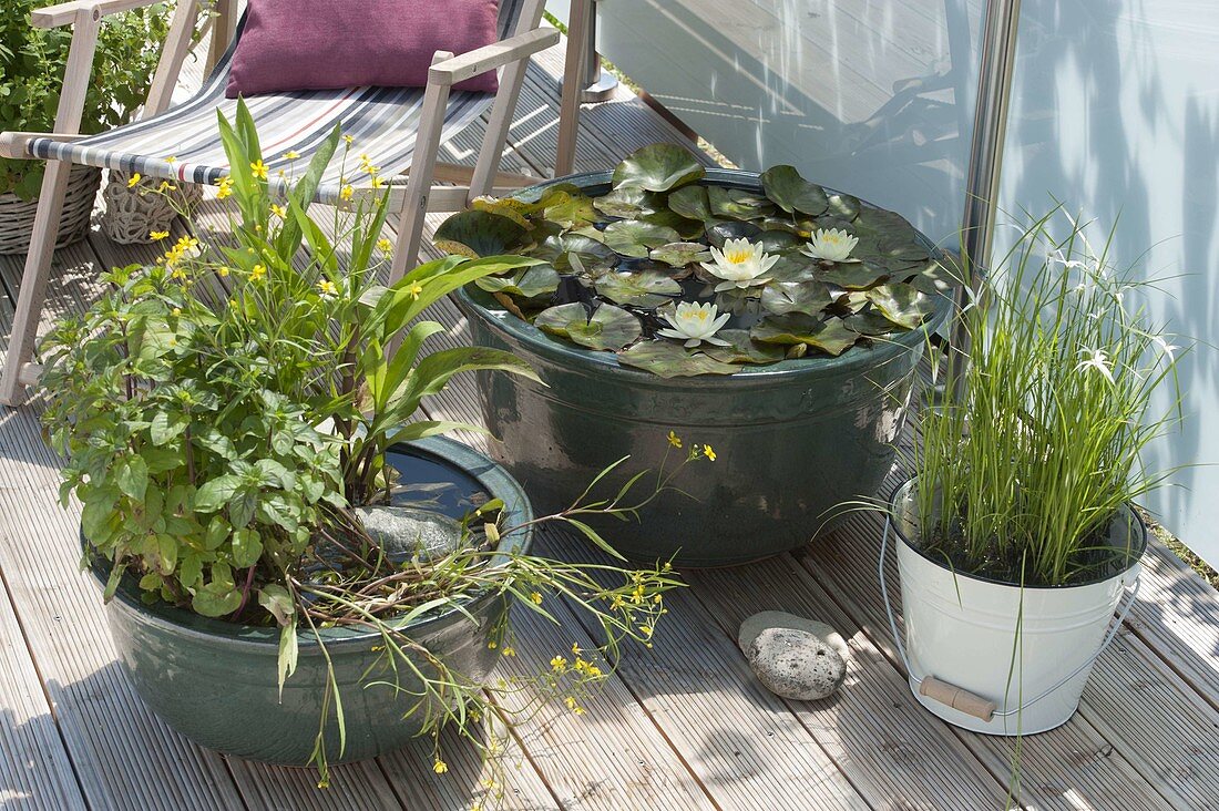 Mini - Teiche auf der Terrasse : Nymphaea 'Marliacea Chromatella'