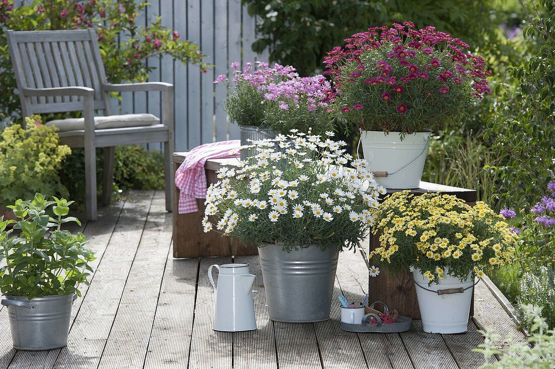 Agyranthemum 'Stella 2000', 'Meteor Red' 'Molimba Yellow' 'Pomponette Pink'