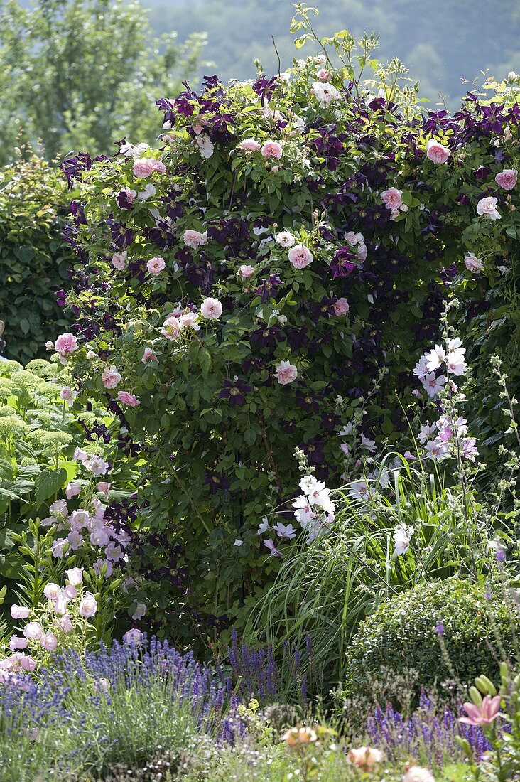 Rosa 'Kir Royal' (Kletterrose) und Clematis viticella 'Romantika' im Beet