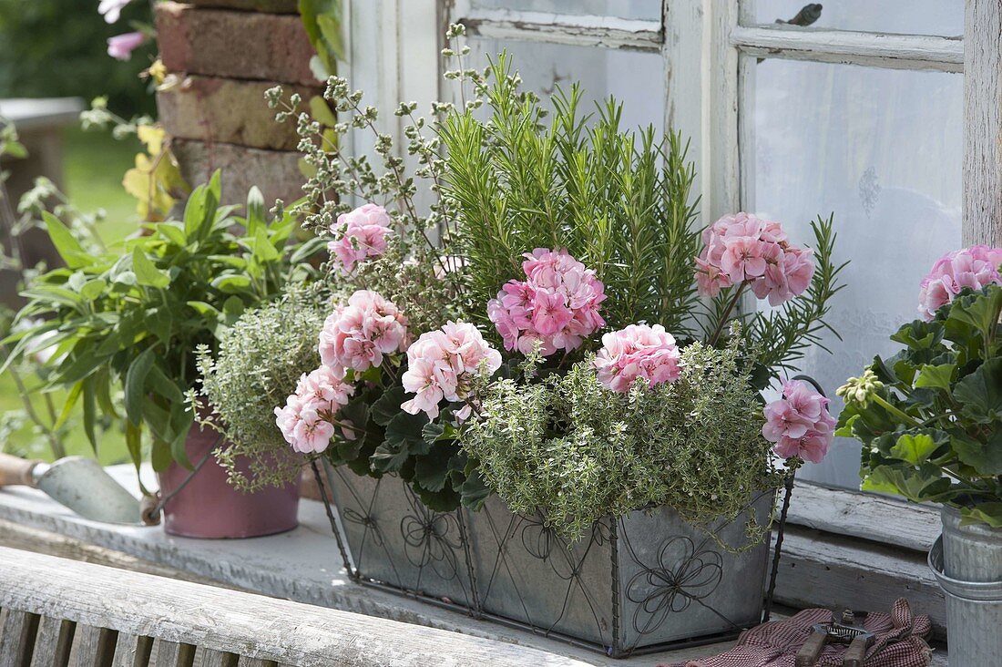 Mini tin box with Pelargonium zonal (standing geranium)