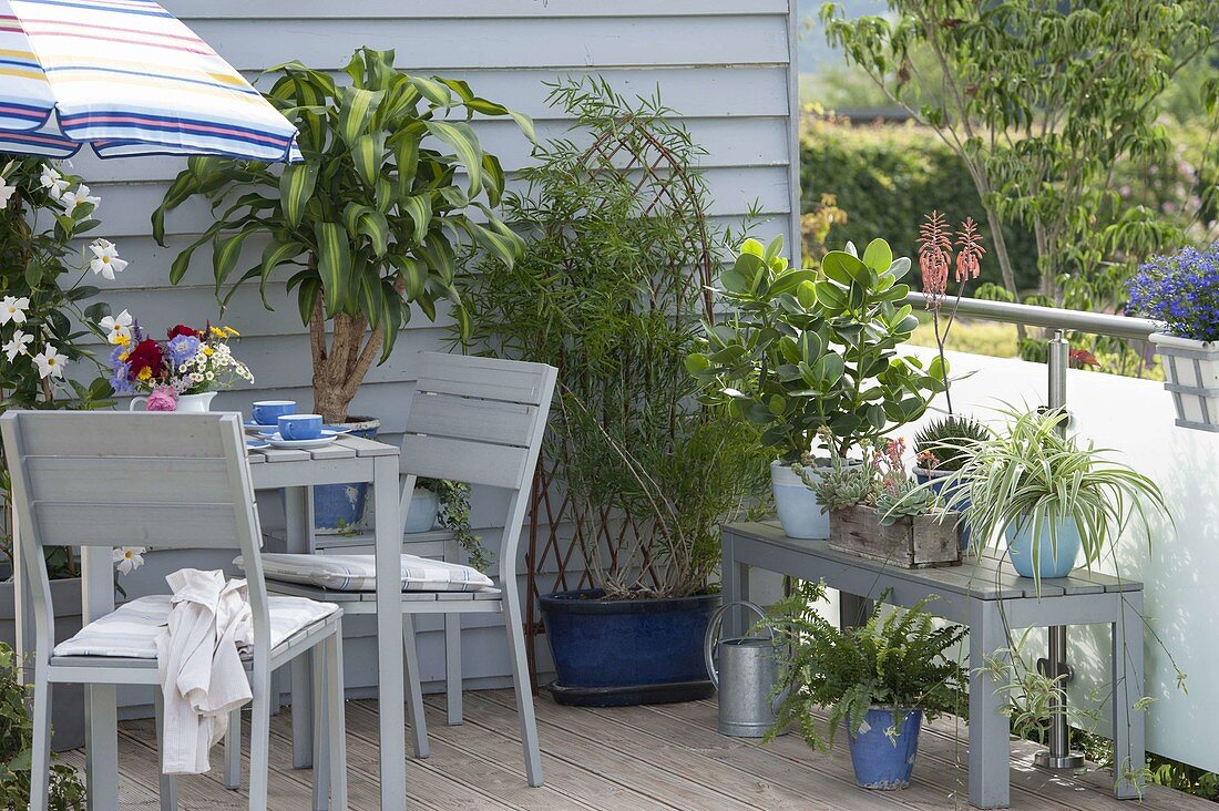 Zimmerpflanzen im Sommer auf dem Balkon: Drachaena massangeana