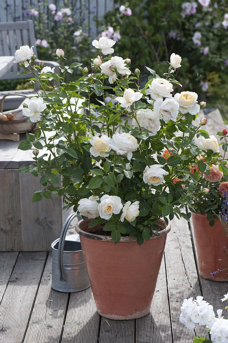 Rosa Renaissance 'Nina' white (shrub rose), strong fragrance