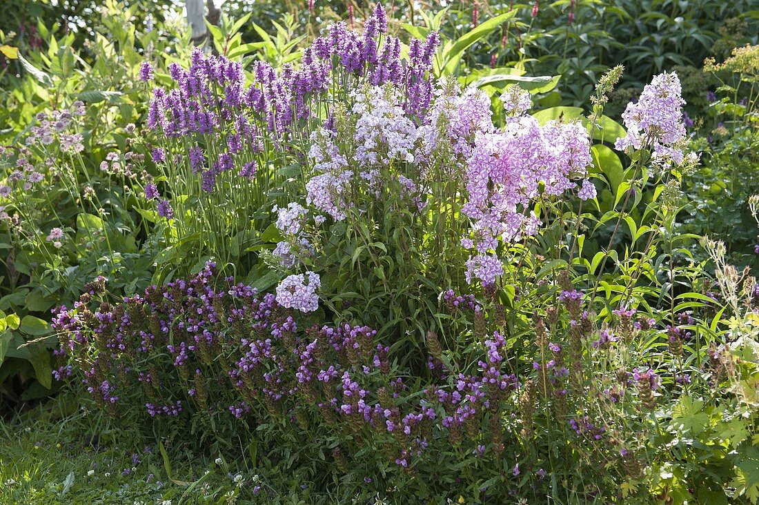 Purple bed with Prunella grandiflora 'Rosenkugel' (Braunelle), phlox