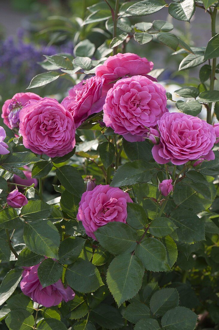 Rosa Renaissance 'Lea' (shrub rose), strong fragrance, breeder Poulsen