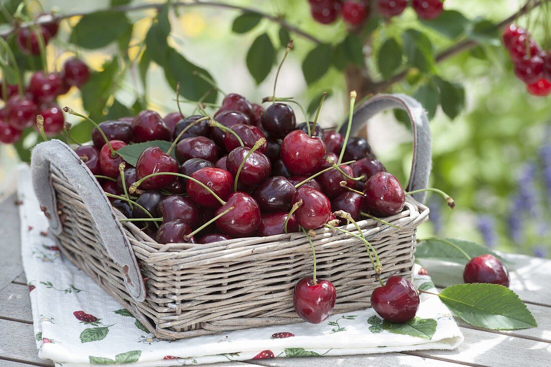 Freshly picked cherries (Prunus avium) in basket with handle