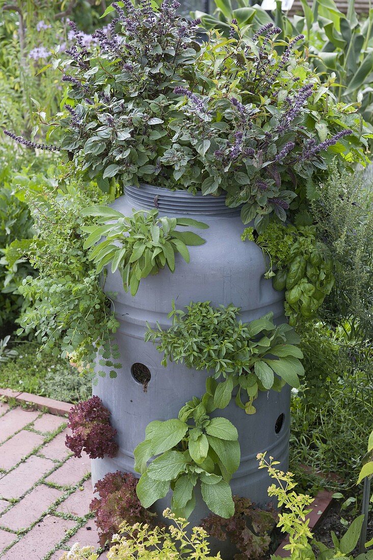Plastic barrel with holes planted as herb garden