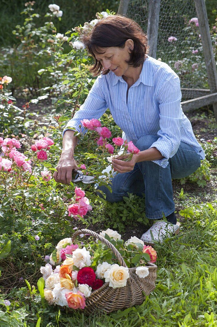 Woman cutting roses in the garden, basket of freshly cut roses