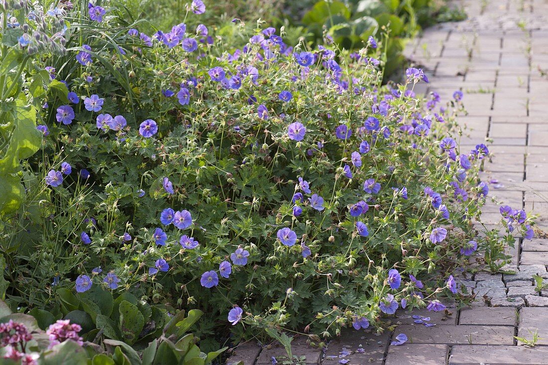 Geranium pratense 'Johnson's Blue' (Storchschnabel)