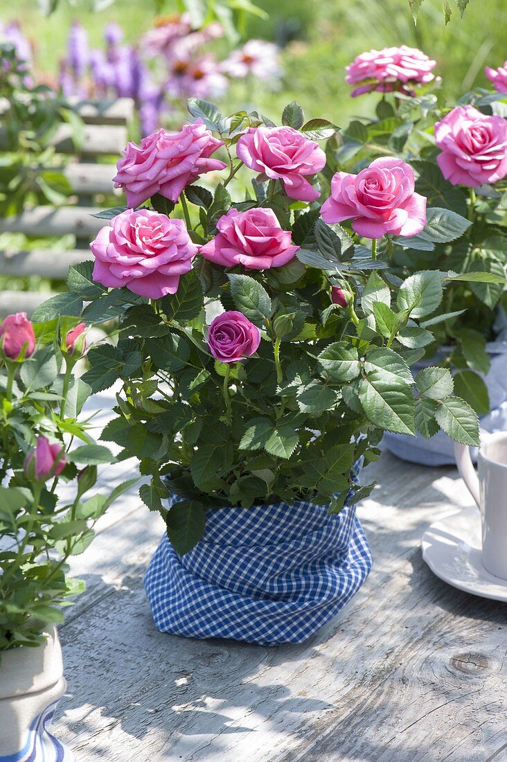 Pink (pot rose) wrapped as a gift in blue-white cloth