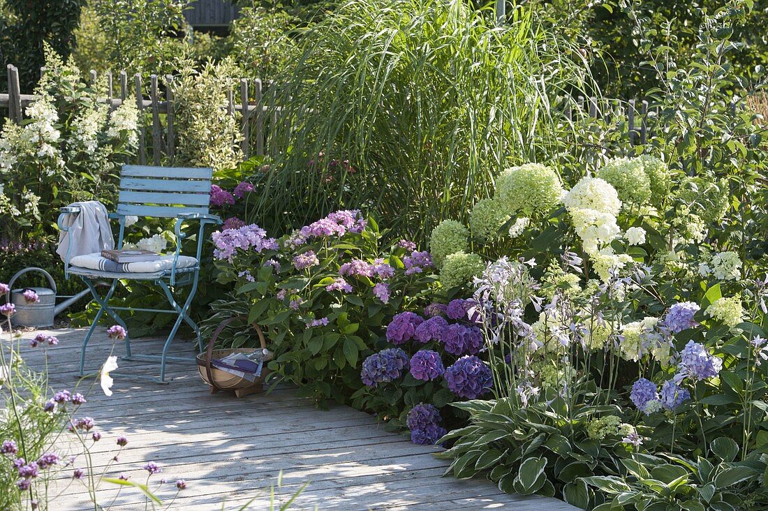 Shadow bed with Hydrangea macrophylla 'Cote d'Azur' 'Endless Summer'