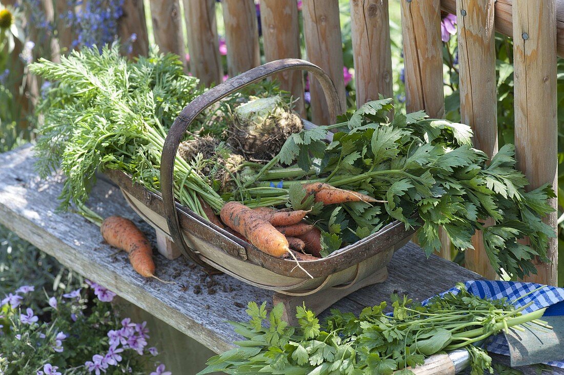 Freshly harvested vegetables in a spanking basket