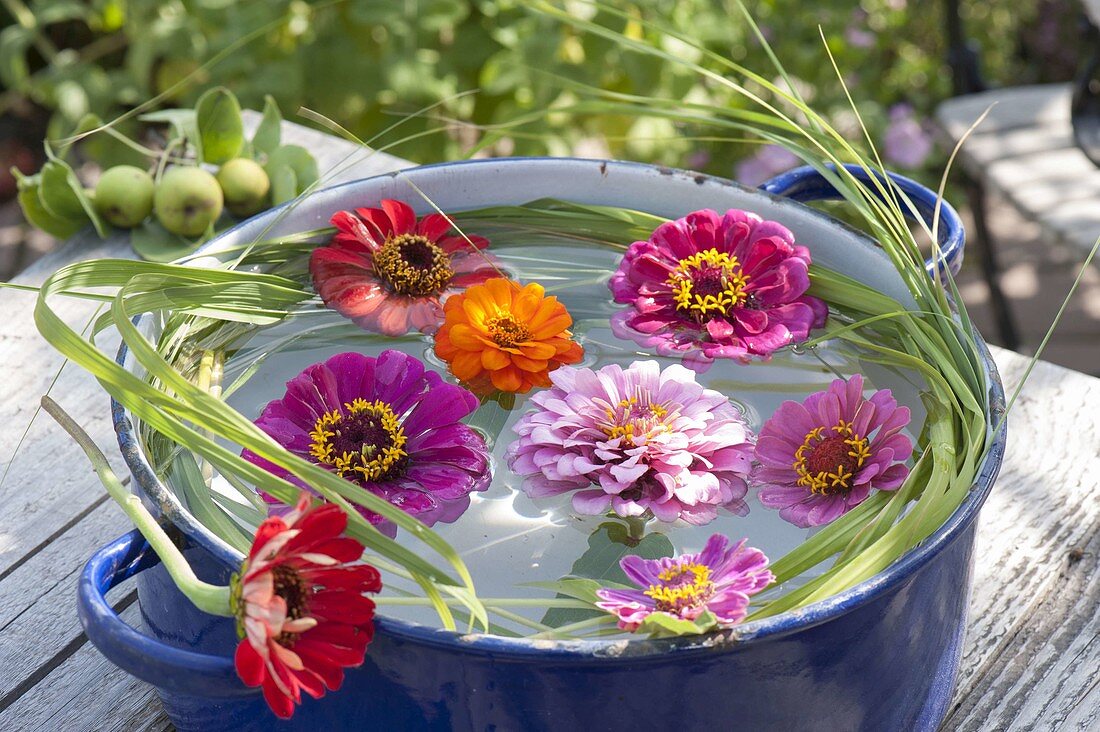 Zinnia (zinnia) flowers float in pot with water