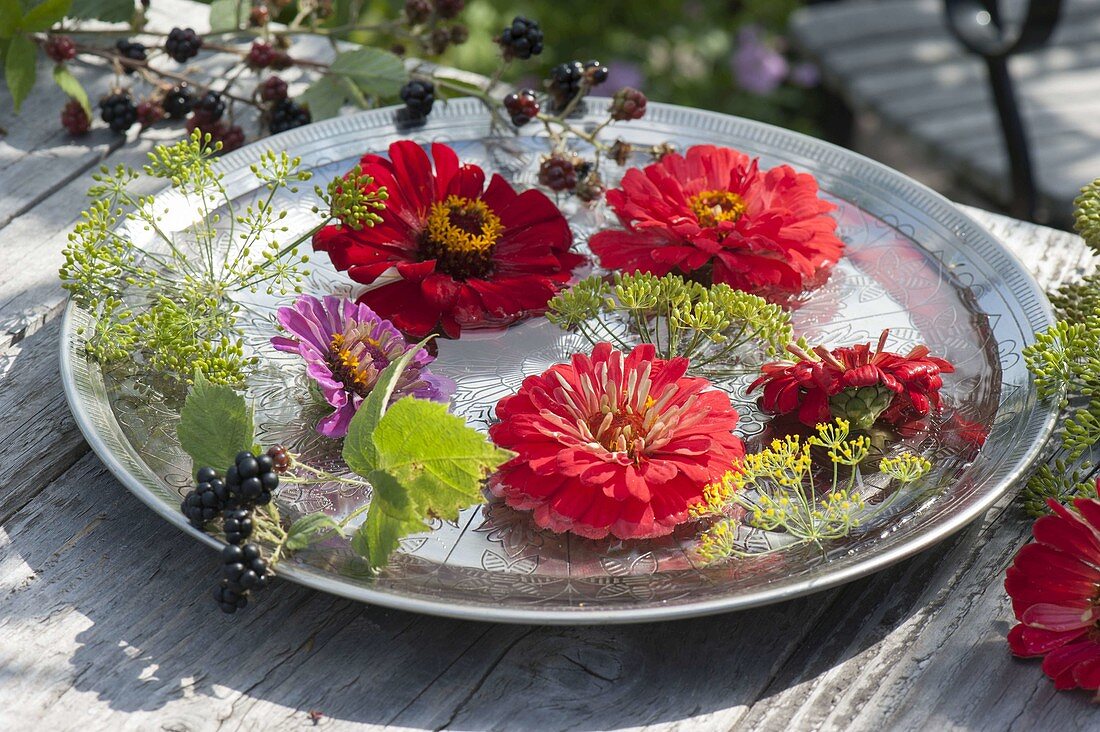 Silver bowl with water, zinnia, fennel