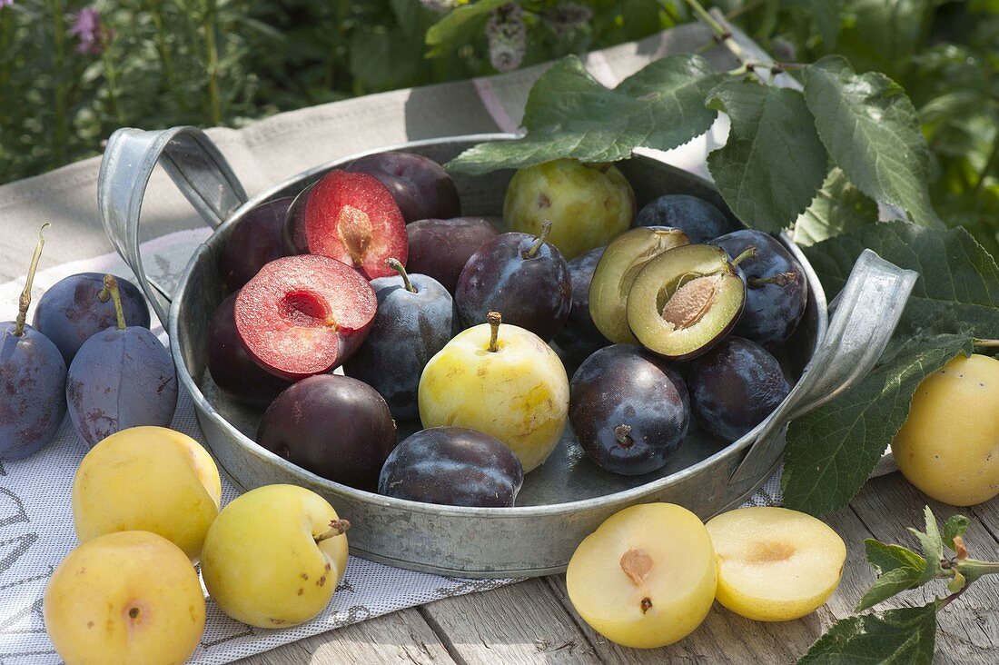 Three plum yellow, blue and dark red plums