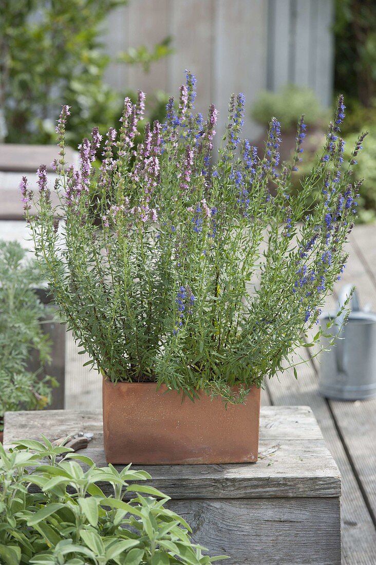 Blauer und rosa Ysop (Hyssopus officinalis) in Terracotta - Kasten