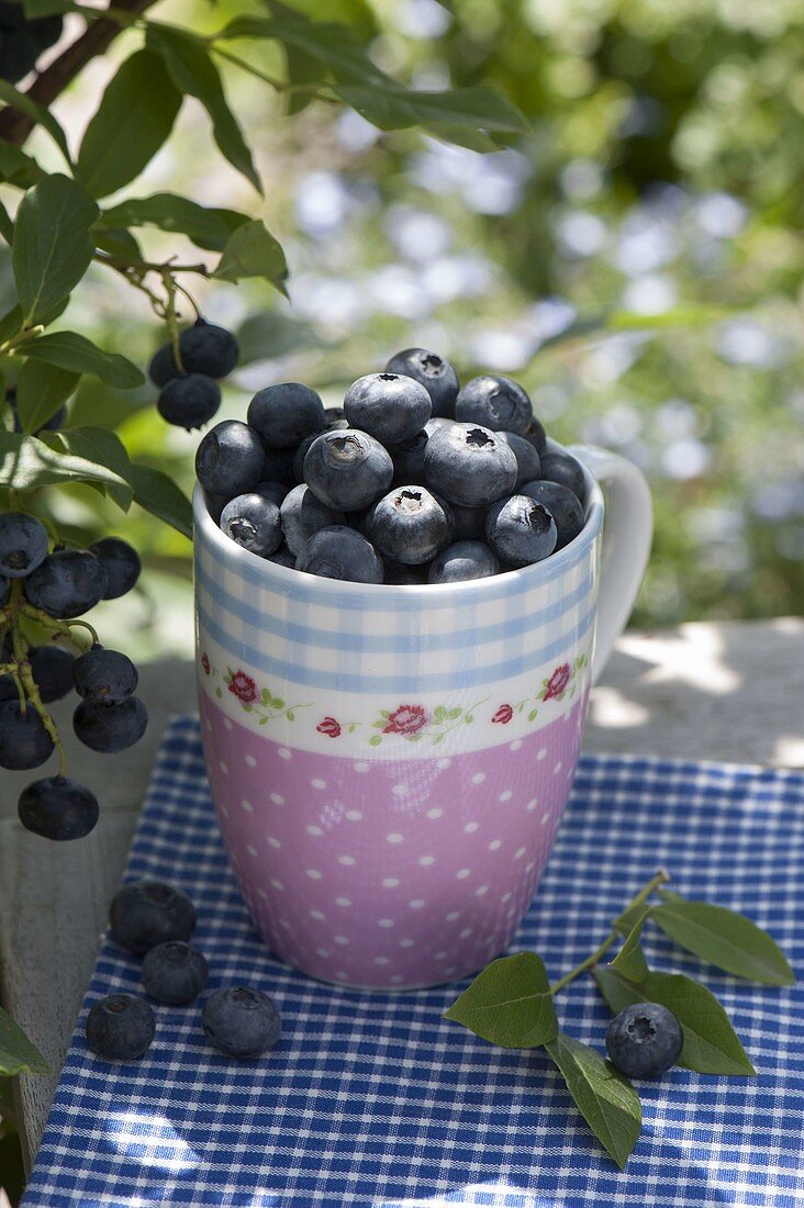 Blueberries (Vaccinium) in cup
