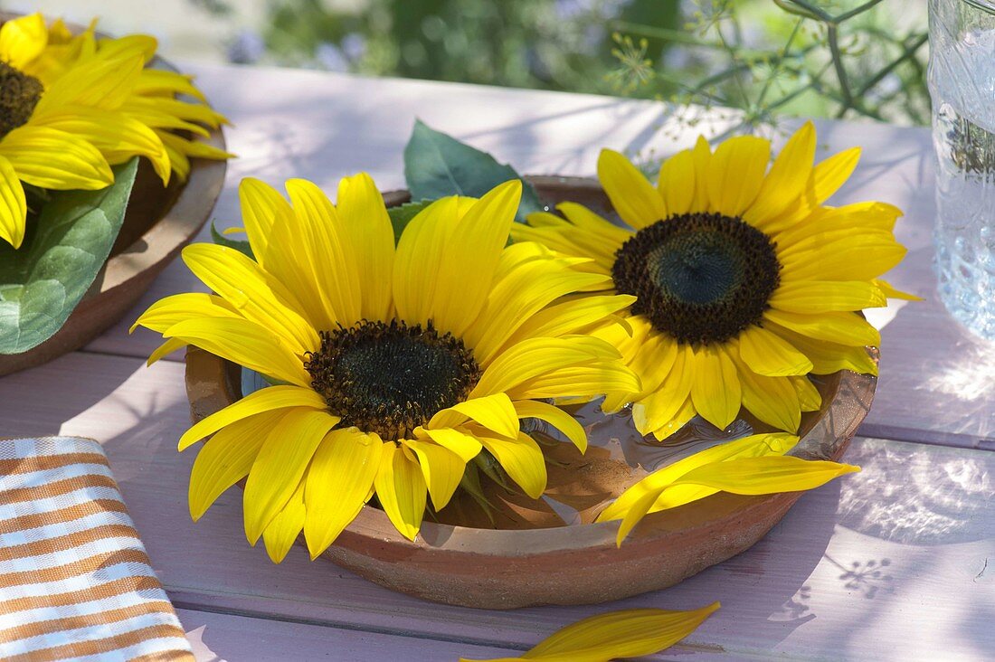 Helianthus flowers in terracotta bowl with water