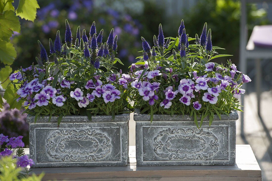 Grey boxes with Dianthus Chinensis Diana 'Lavender Picotee' (Chinese carnation)