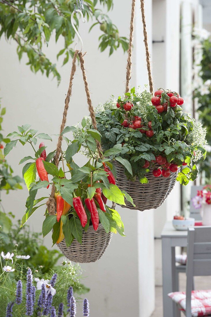 Hanging baskets with bush tomato 'Balkonstar' and snack paprika